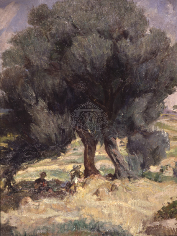 Under the olive trees